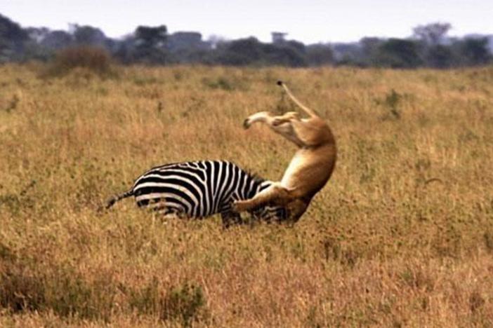 Some of nature's most dramatic moments between hunters and herds are caught and examined.