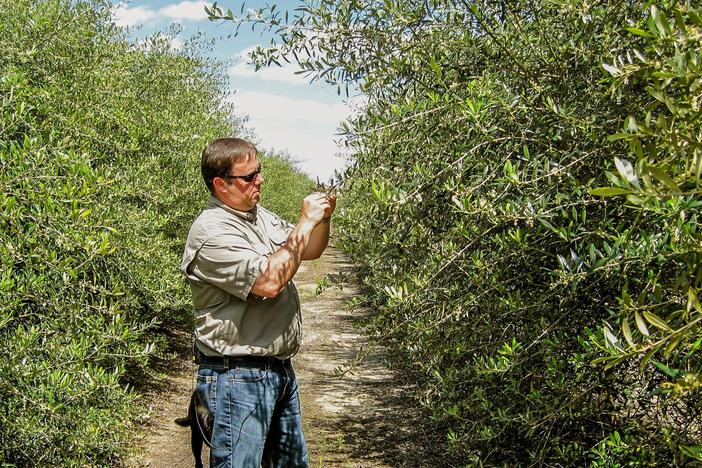 It’s a little known fact that back in the 1800’s, Georgia farms actually grew olives. 