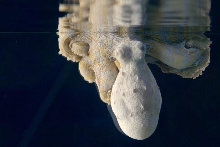 Watch the brilliant color changes of a sleeping octopus.