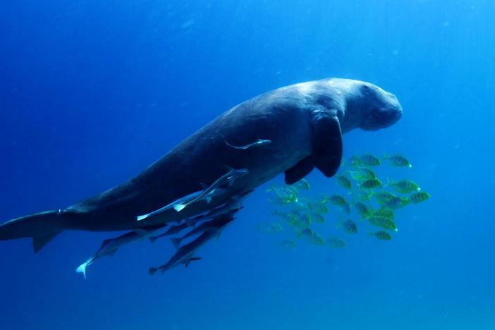 A dugong in the Philippines has two sets of companions: one is welcome, the other is not.