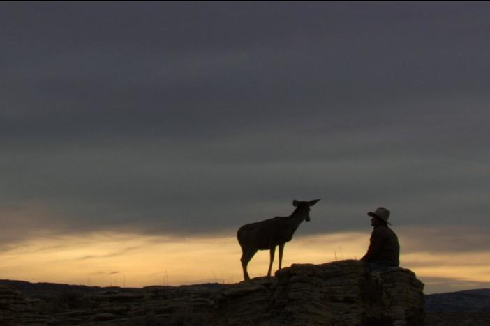 Joe Hutto won full acceptance from the herd of wild mule deer.