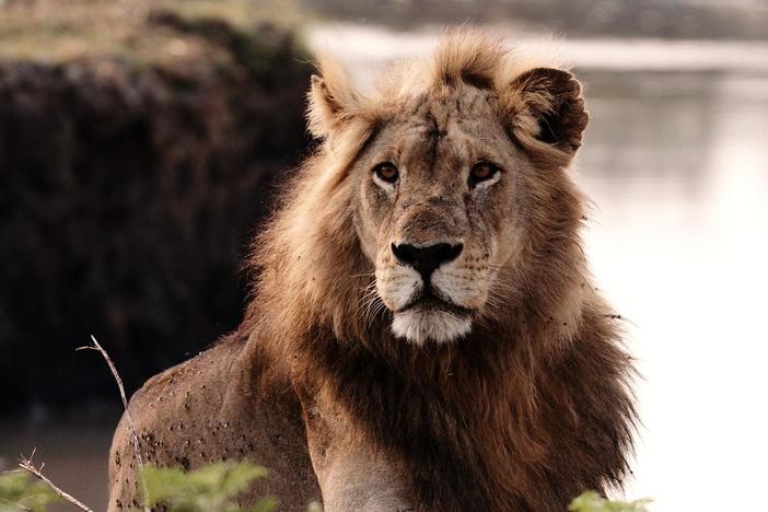 Meet the hippo, crocodile and lion families navigating the dry season in Katavi National Park.