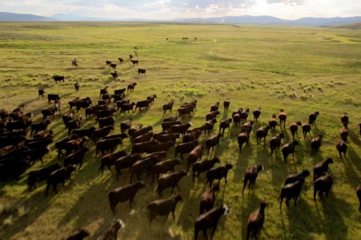 Dr. M. Sanjayan takes viewers on a stunning visual journey in EARTH A New Wild. Airs 2/4. 