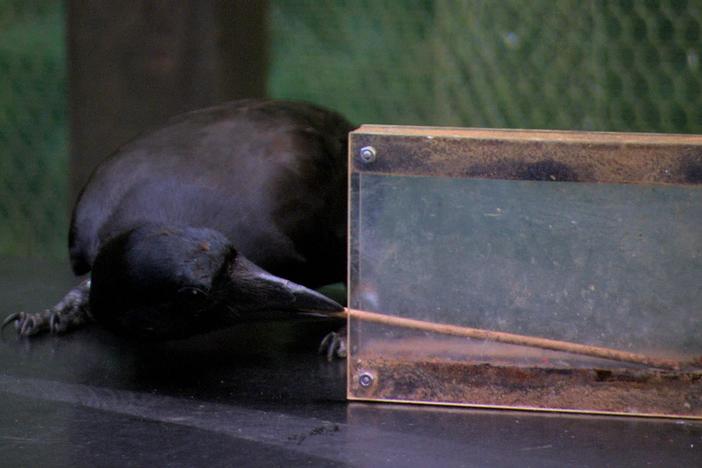 On the remote island of New Caledonia, crows are much smarter than anyone ever expected.