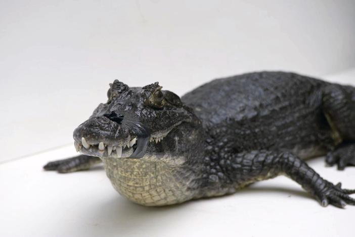 Watch as Joel photographs the yacare caiman for The Photo Ark.