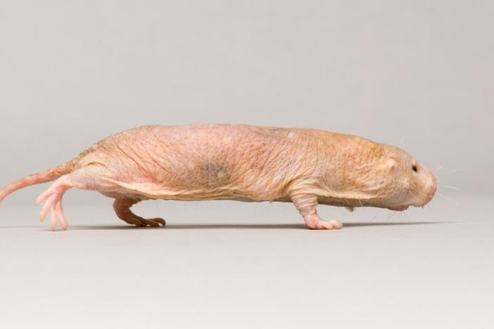 This odd-looking creature was one of the first to board Joel Sartore's Photo Ark.