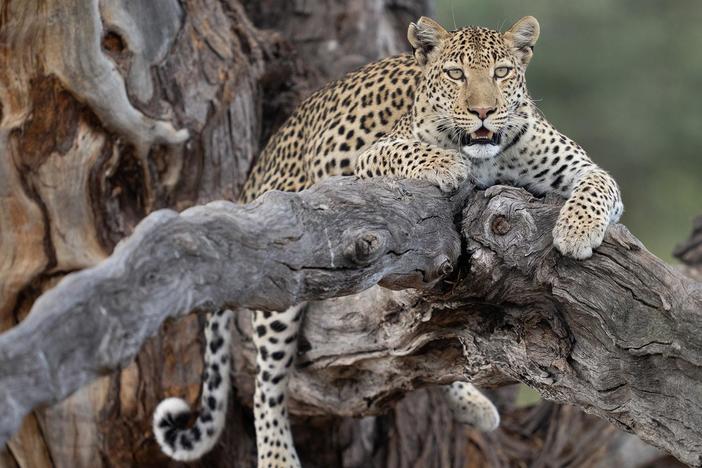 Lion, leopard and cheetah parents attempt to co-exist and raise their cubs in Botswana.