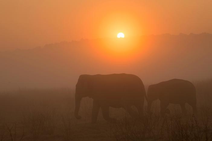 Poachers are taking the skin of Asian elephants and turning it into ruby red jewelry.