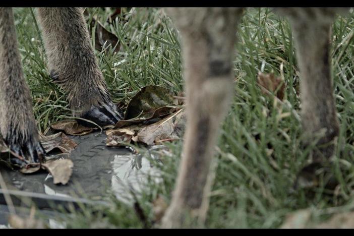 A filmmaker looks for greater meaning from the sheep living where his parents are buried.