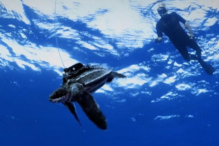 Researchers track the “Lost Years” of leatherback sea turtles.