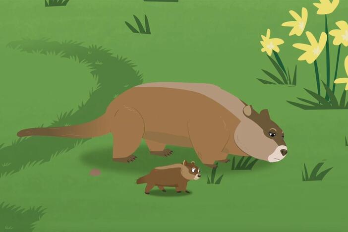 The Kratts wonder what creature power groundhogs could possibly have