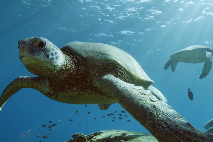 Hawaii is home to the largest hard-shelled sea turtles in the world.