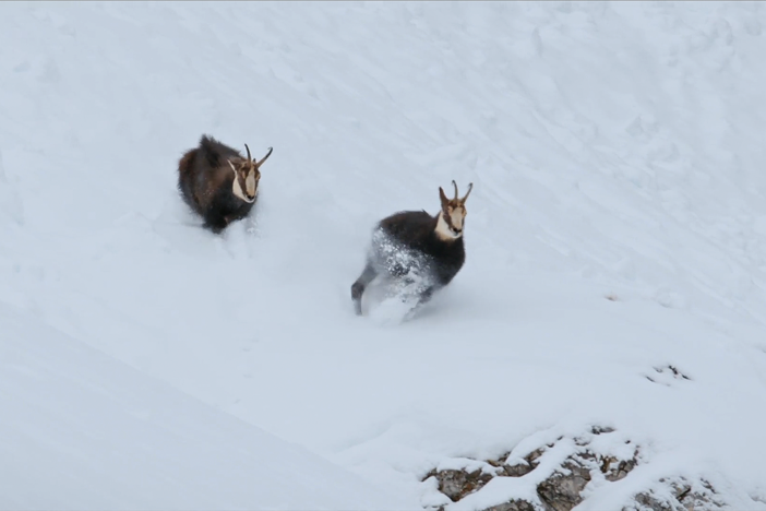 Among the chamois in the Alps, the mood is tense.