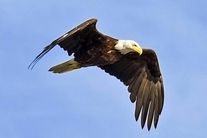 America's Bald Eagle Population Has Quadrupled, Wildlife Officials