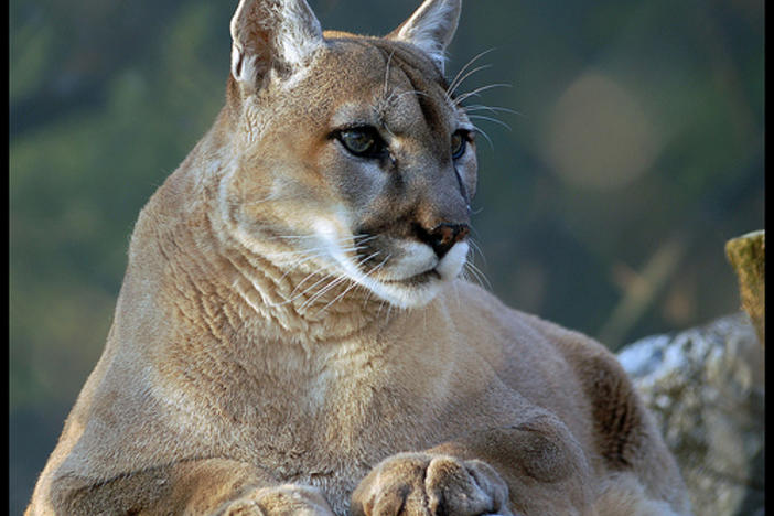 Eastern Cougar Now Extinct Georgia Public Broadcasting