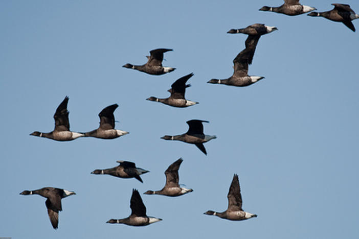 Canada goose best sale air force