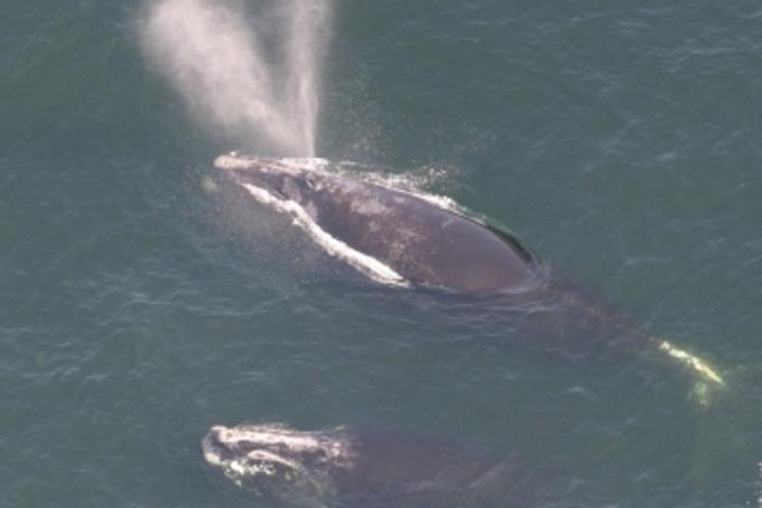 A pair of North Atlantic right whales surface.
