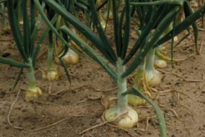 Inmates Pack Vidalia Onions | Georgia Public Broadcasting
