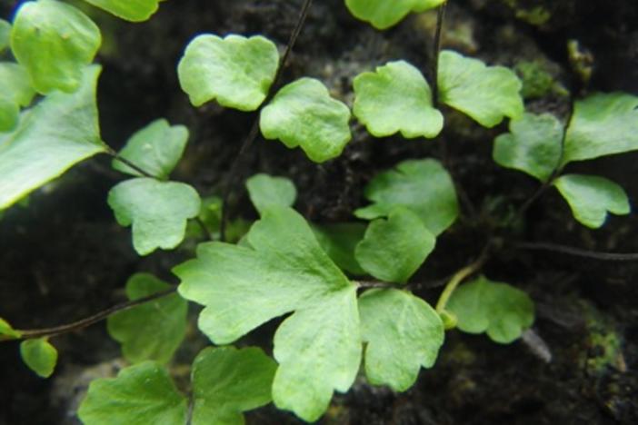 Saving Endangered Plants In GA | Georgia Public Broadcasting