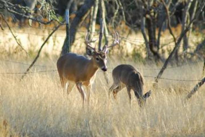 Jekyll island deer