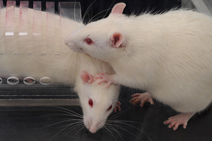 Faced with a rat trapped in a restrainer, a free rat opens the trap's door to liberate the trapped animal (while stepping on its head — "very rat-ish behavior," says University of Chicago neurobiologist Peggy Mason).