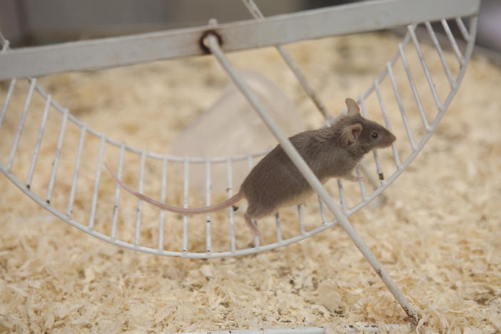 Mice that exercise produce more of an enzyme that can improve memory and other brain functions.