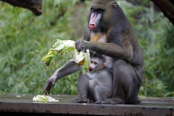 A 1-month-old baby mandrill clings onto its mother Jinx, at the Audubon Zoo in New Orleans on July 6.