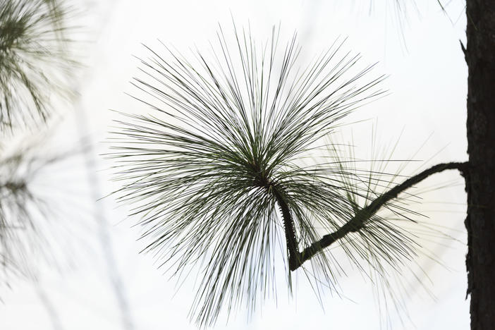 A longleaf pine limb during a prescribed burn earlier this spring in west Georgia. Dry conditions mean planned burns of longleaf stands in the Okefenokee National Wildlife Refuge are on hold. 