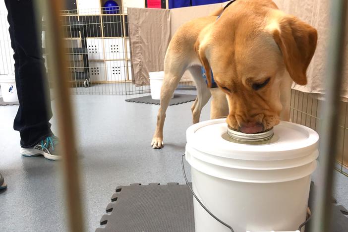 "Doctor Dogs" author Maria Goodavage noted that dogs have already been used for years to detect and assist with illnesses like cancer, diabetes and Parkinson's.