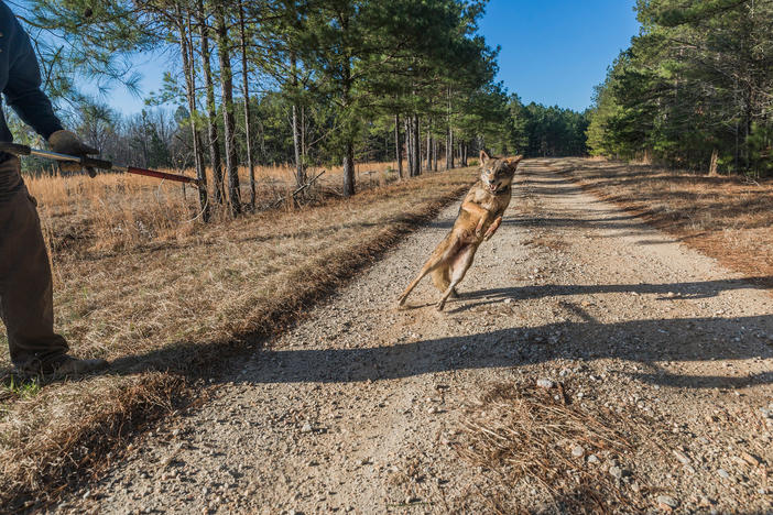 A female coyote caught and measured near Augusta for a study of coyotes in the South leaps as it is released in 2015.
