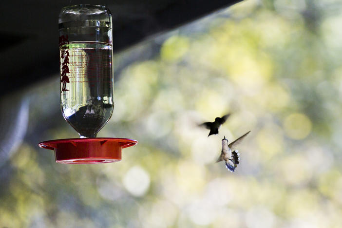 A pair of female ruby-throated hummingbirds duel over a feeder on the front porch of the Rum Creek Wildlife Management Agency office in Monroe County, Ga. 