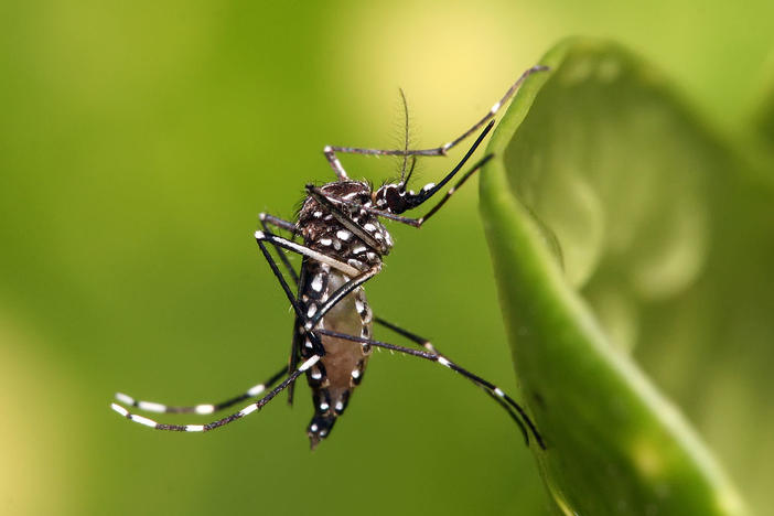 An Aedes aegypti mosquito, the kind most likely to spread the Zika virus. 