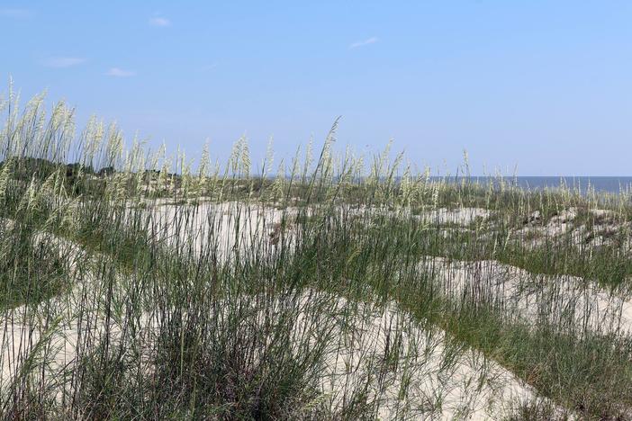Georgia and South Carolina beaches will soon play host to nesting sea turtles. But a cold March could mean fewer turtles.