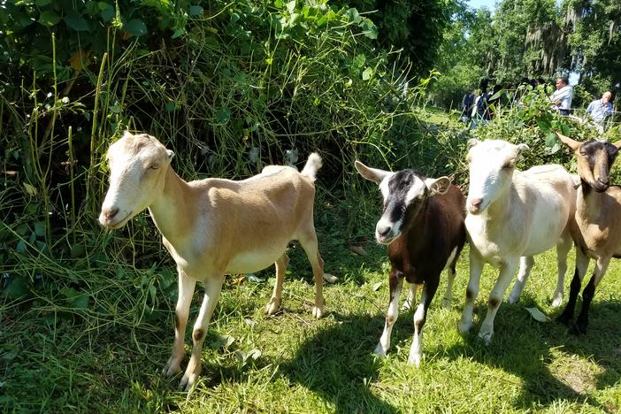 A herd of goats is charged with clearing a Savannah cemetery of invasive plants like kudzu and poison ivy, some of their favorite foods.
