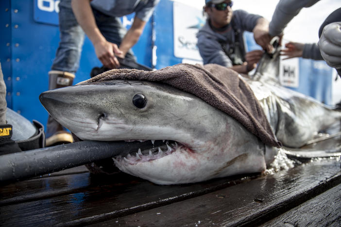 Scientists attached a tracker to and took samples from Brunswick, a white shark, as part of an ongoing effort to learn more about these ocean predators.