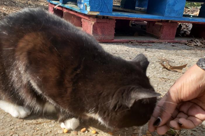 A cat nibbles on some food outside of the Perkerson House in SW Atlanta