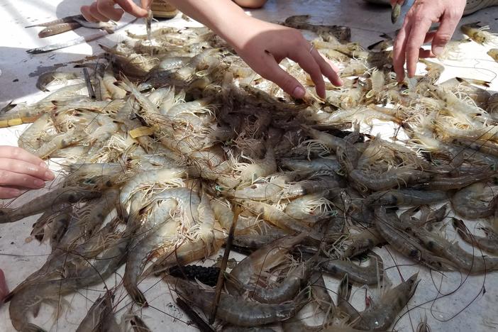 Georgia Southern students sort through the contents of a shrimp net. This catch is mostly shrimp, but shrimpers often catch sharks, rays, crabs and fish as well.