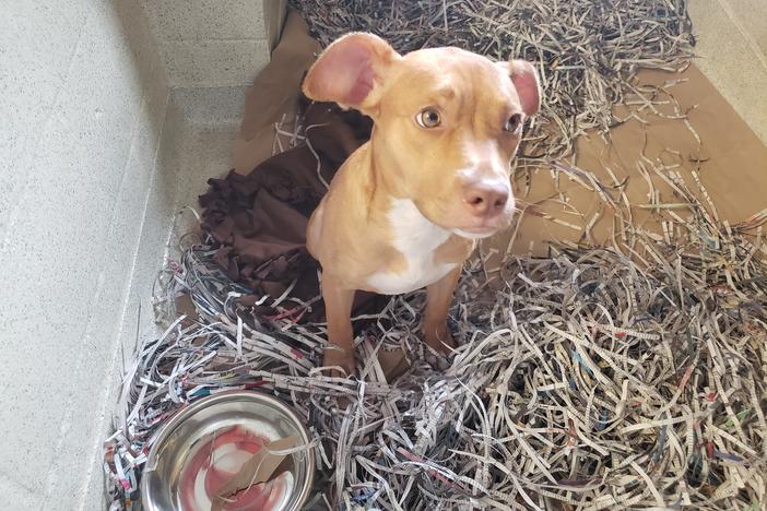 Red, one of the puppies searching for a home at the Humane Society in Atlanta. 