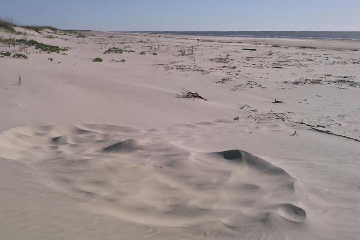 A loggerhead sea turtle crawled up onto Cumberland Island over the weekend to lay the year's first nest.