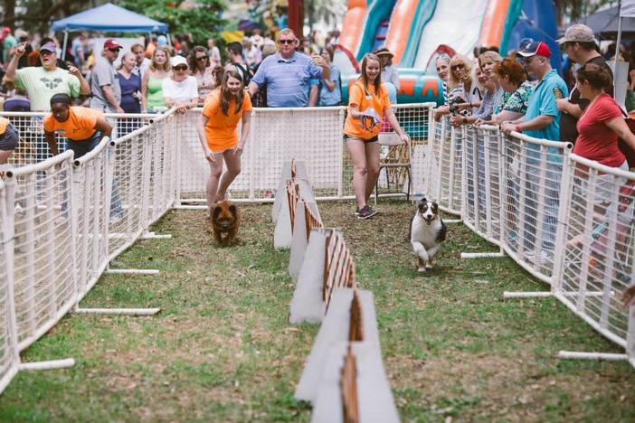 There's all kinds of fun for dogs at the Humane Society's Doggie Carnival on Sunday.