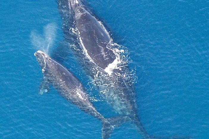 North Atlantic right whale with calf