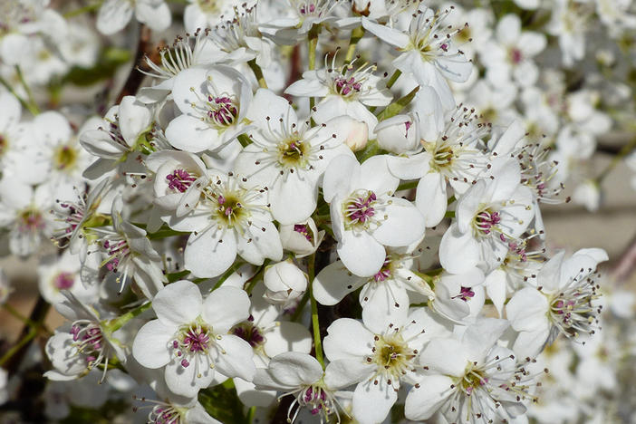 The tiny white blooms on a Bradford Pear 