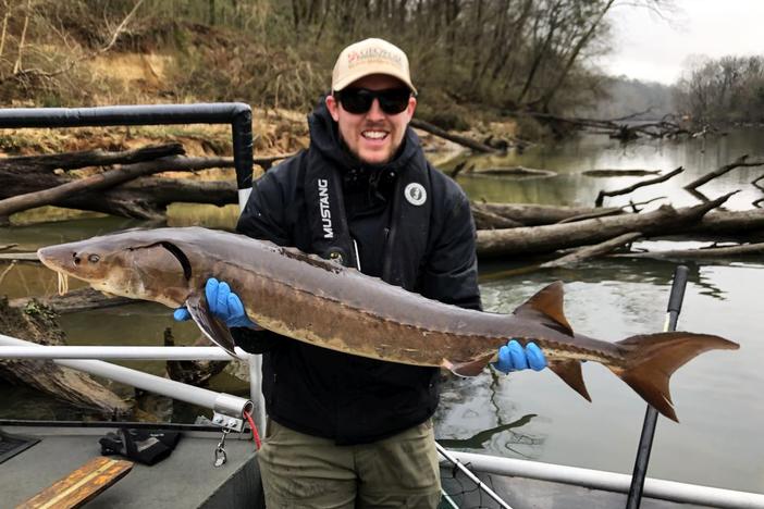 Armuchee Fisheries staff caught and released the sturgeon in January.