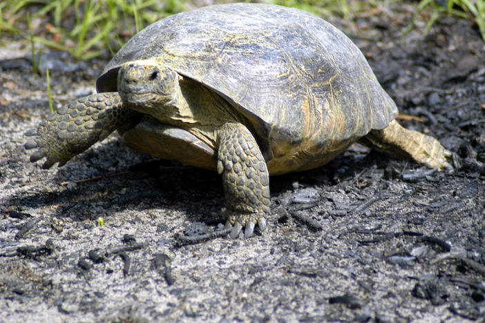 The Conservation Fund and Open Space Institute has bought a 16,000-acre site along the Satilla River east of Woodbine, furthering the goal of protecting 65 of the roughly 122 viable gopher tortoise populations in the Georgia.  