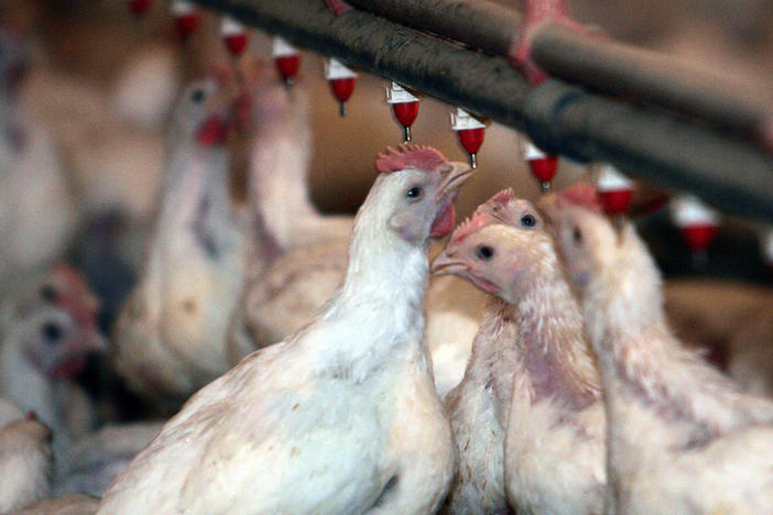 Chickens at a chicken house in Cumming, Ga., April 24, 2006.