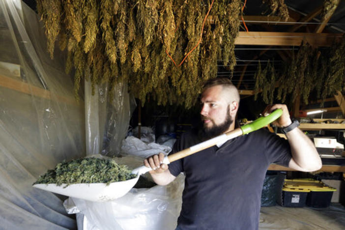 A manager at a marijuana farm in Oregon shovels dried hemp as branches hang drying in barn rafters.