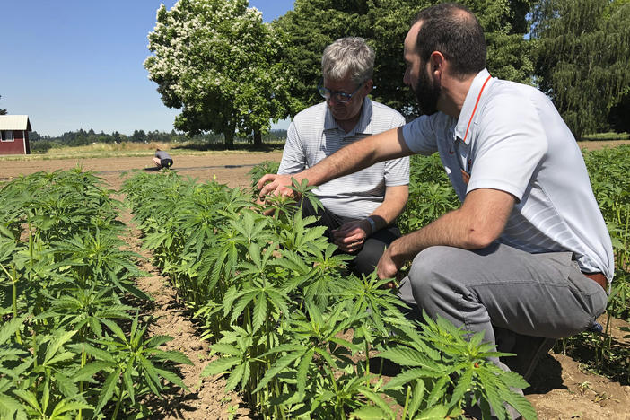 In this Thursday, June 13, 2019, photo, Jay Noller, director and lead researcher for Oregon State University's newly formed Global Hemp Innovation Center, left, inspects young hemp plants with Lloyd Nackley, a plant ecologist.