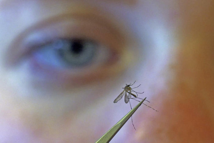 In this Aug. 26, 2019, file photo, Salt Lake City Mosquito Abatement District biologist Nadja Reissen examines a mosquito in Salt Lake City.