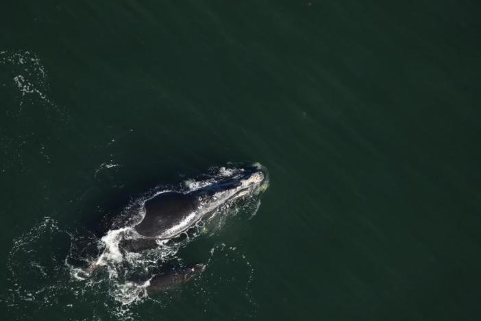 This photo taken by an aerial survey team for the Florida Fish and Wildlife Commission shows an injured right whale calf swimming alongside its mother about 8 miles off the coast of Georgia on Wednesday, Jan. 8, 2020.