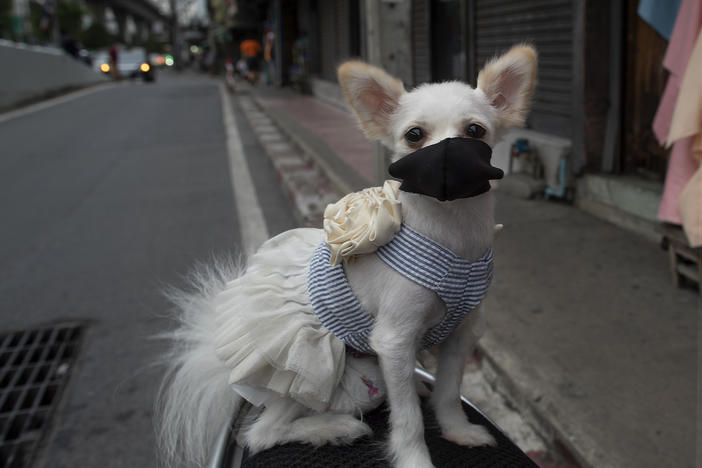 A pet dog named "Money" wearing a pet face mask poses for a photo in Bangkok, Thailand, Thursday, June 4, 2020.